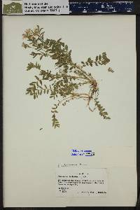 Polemonium pulcherrimum image