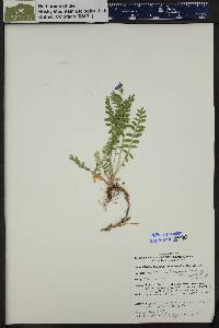 Polemonium pulcherrimum image