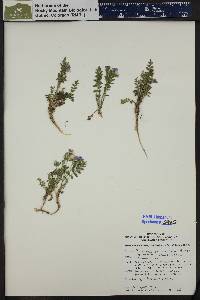 Polemonium pulcherrimum subsp. delicatum image