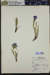 Polemonium viscosum image