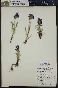 Polemonium viscosum image