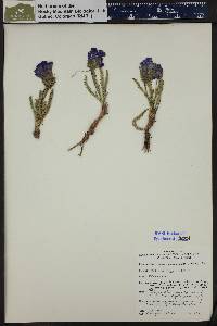 Polemonium viscosum image