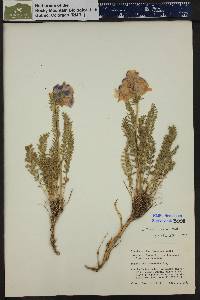 Polemonium viscosum image