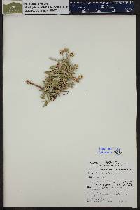 Eriogonum coloradense image