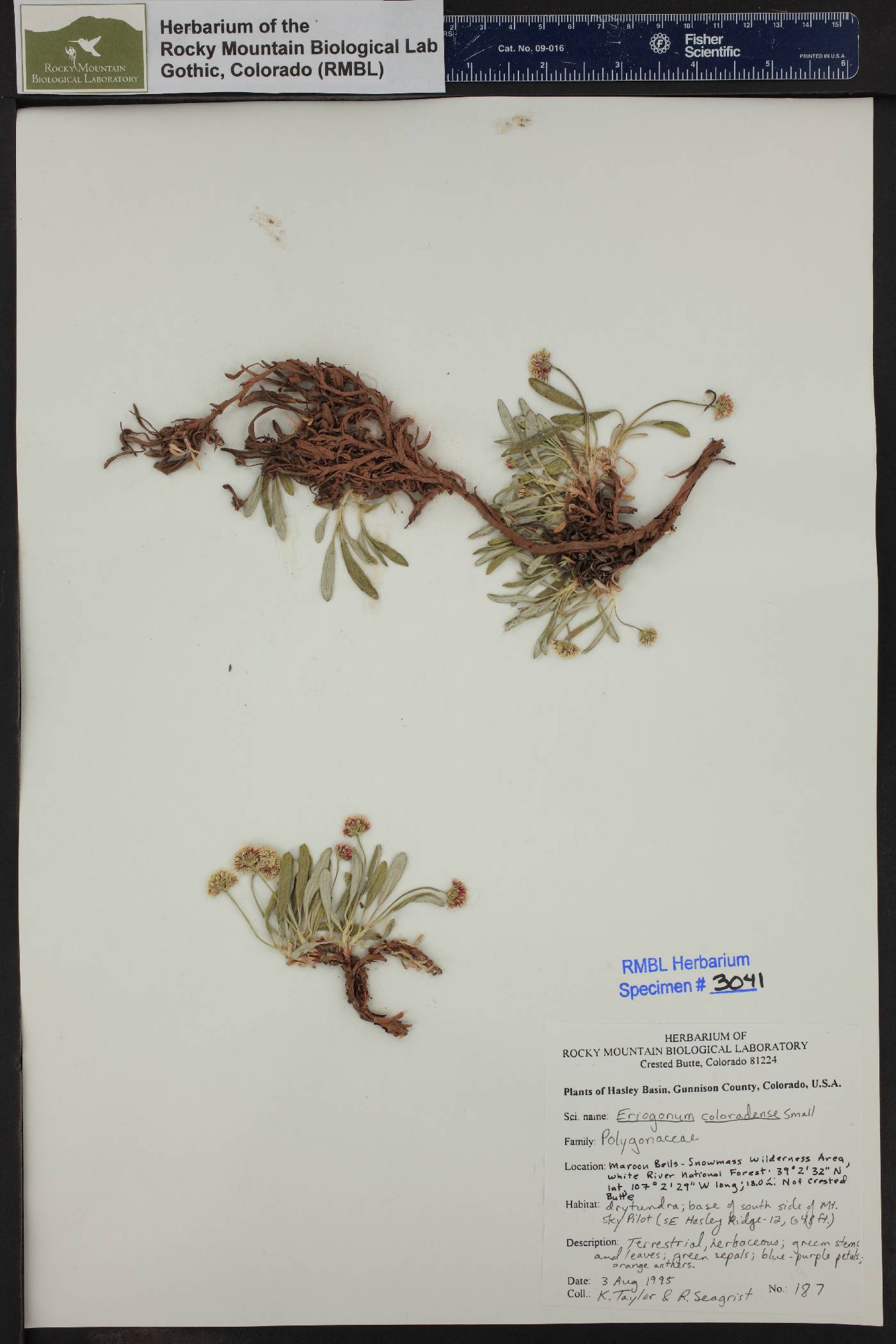 Eriogonum coloradense image
