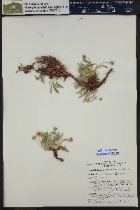 Eriogonum coloradense image