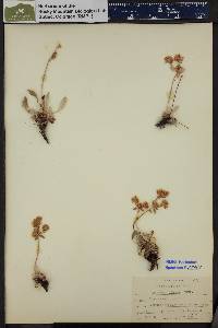 Eriogonum flavum image