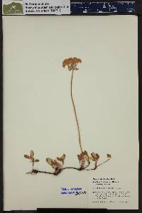 Eriogonum umbellatum var. majus image