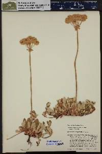 Eriogonum umbellatum var. majus image