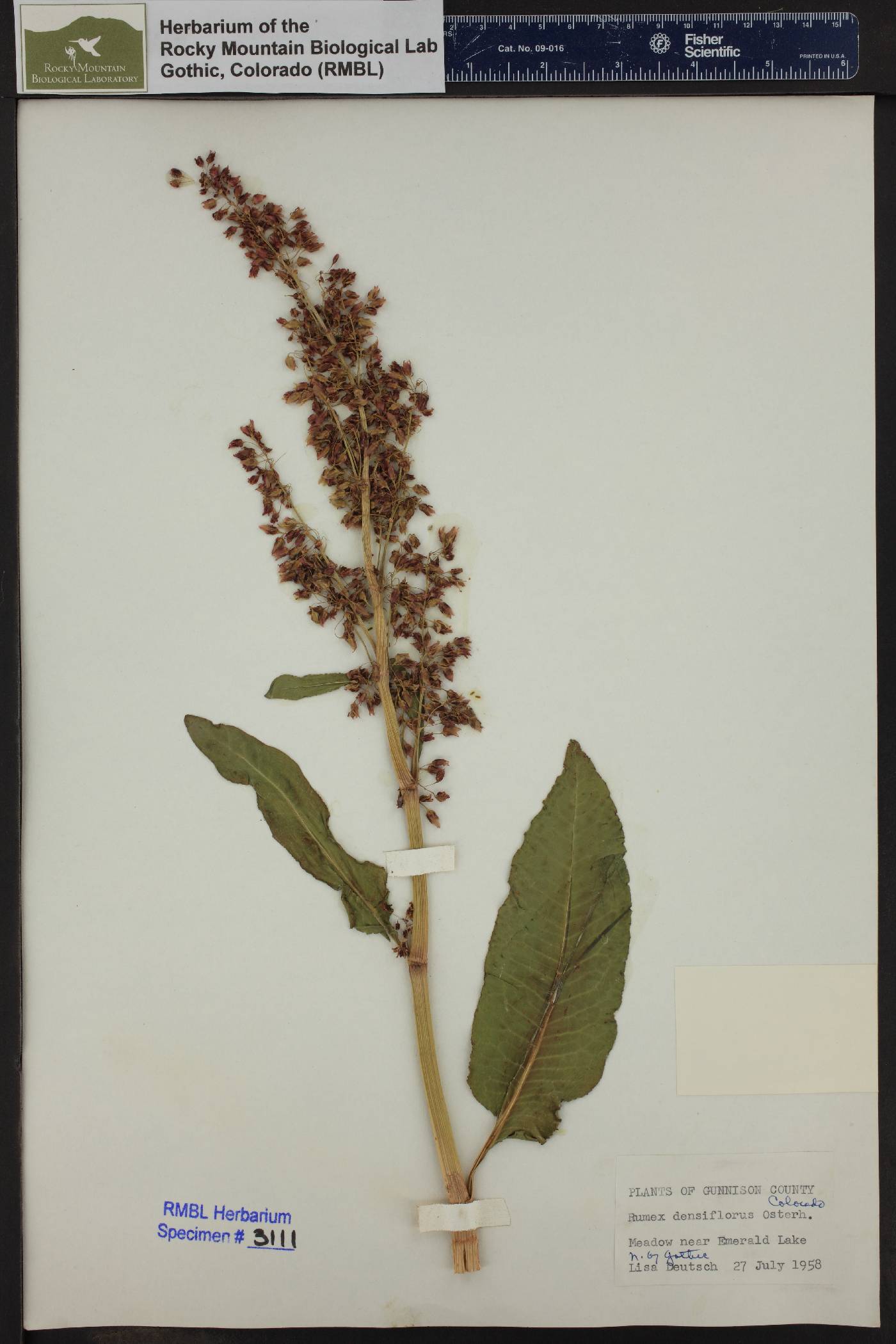 Rumex densiflorus image