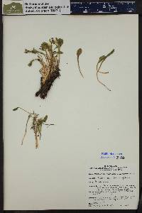 Claytonia megarrhiza image
