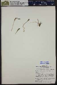 Image of Claytonia megarrhiza