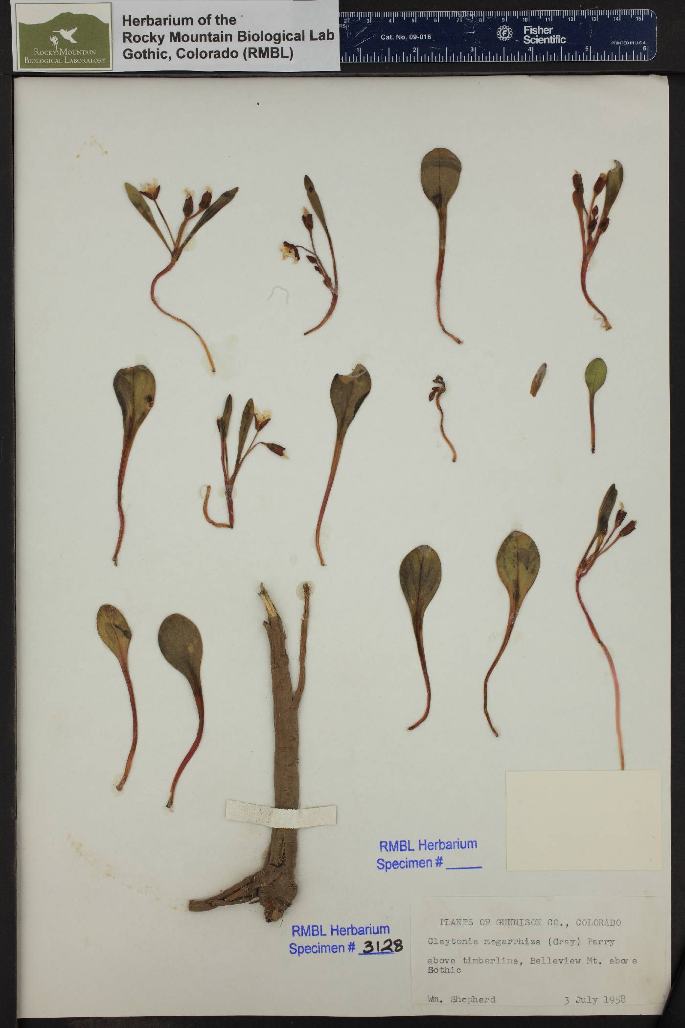 Claytonia megarrhiza image