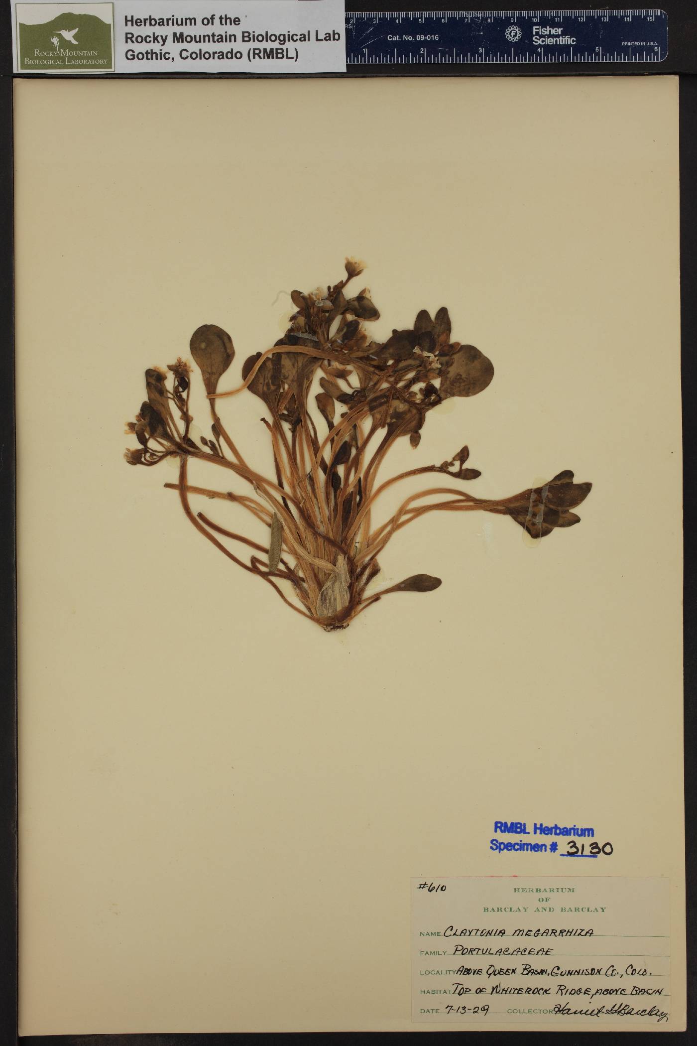 Claytonia megarrhiza image