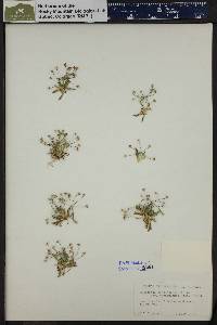 Androsace septentrionalis subsp. puberulenta image