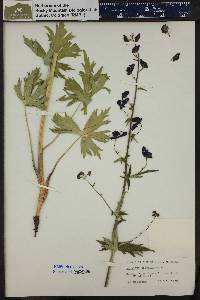 Aconitum columbianum image