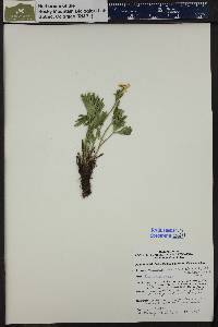 Anemonastrum narcissiflorum subsp. zephyrum image