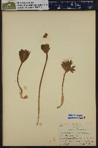 Anemonastrum narcissiflorum subsp. zephyrum image