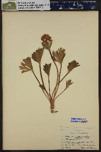 Anemonastrum narcissiflorum subsp. zephyrum image