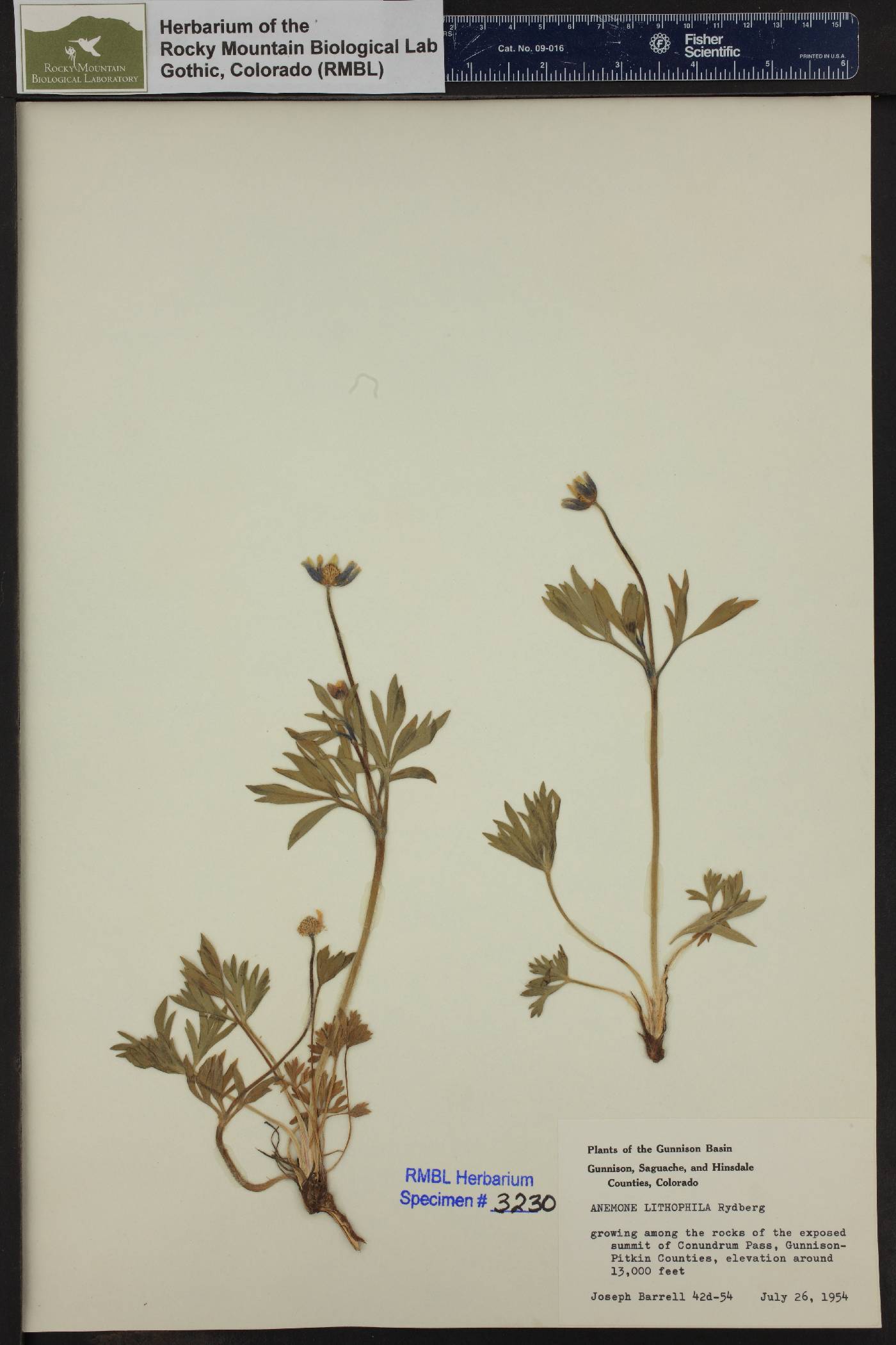 Anemone lithophila image