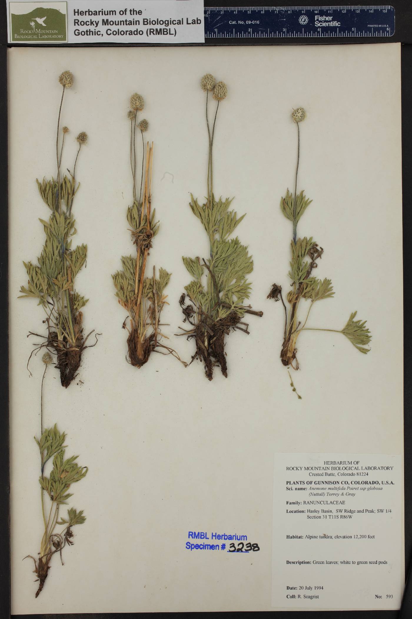 Anemone multifida var. hudsoniana image