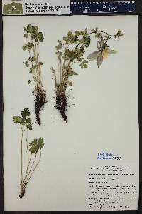 Aquilegia coerulea image