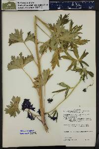 Delphinium barbeyi image