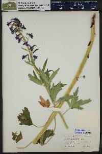 Delphinium barbeyi image