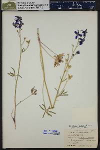 Delphinium nuttallianum image