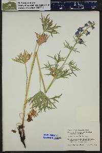 Delphinium ramosum image