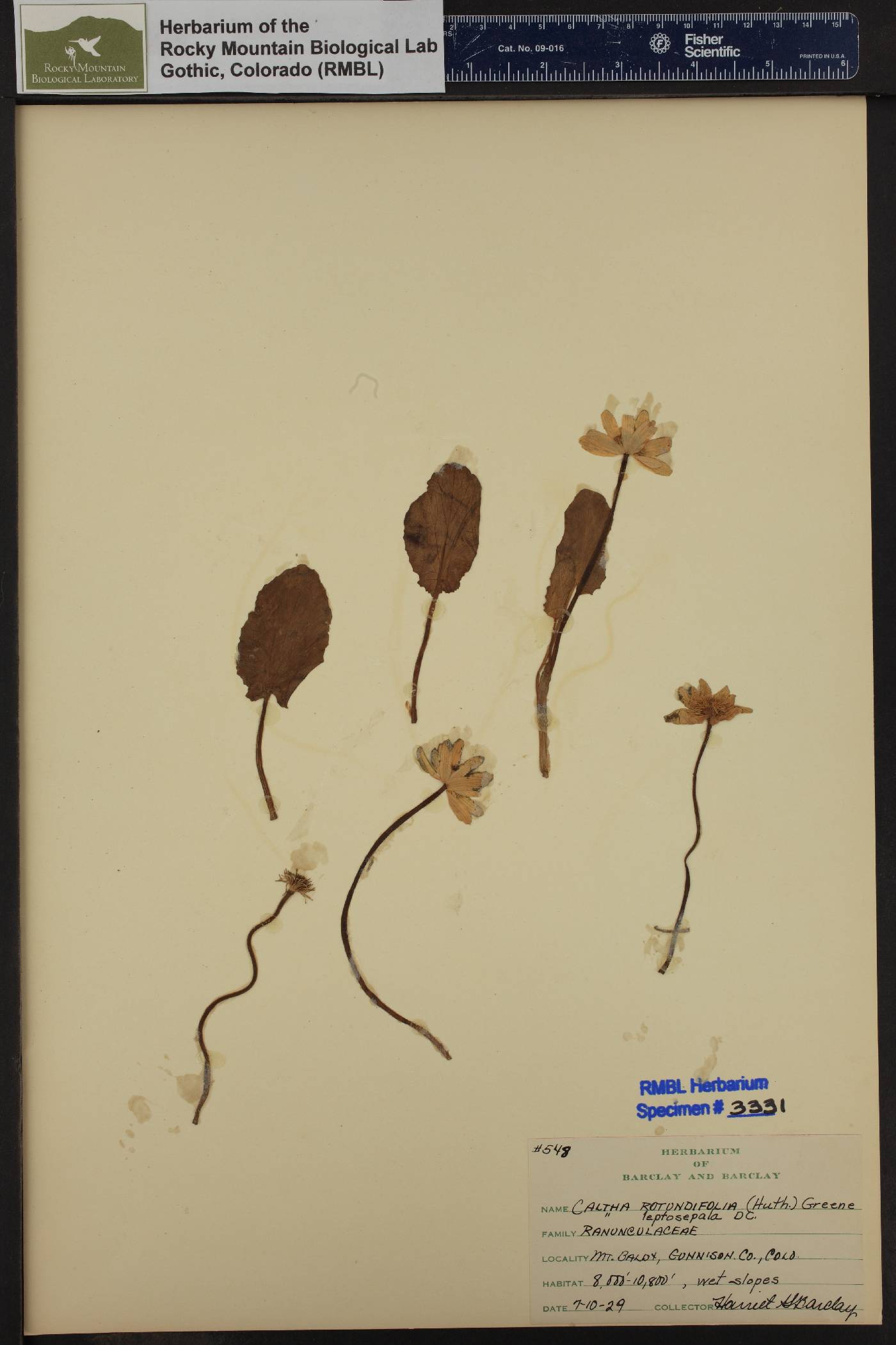 Caltha leptosepala var. leptosepala image