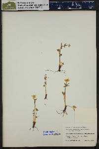 Ranunculus eschscholtzii image
