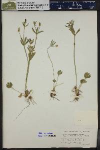Ranunculus inamoenus var. alpeophilus image