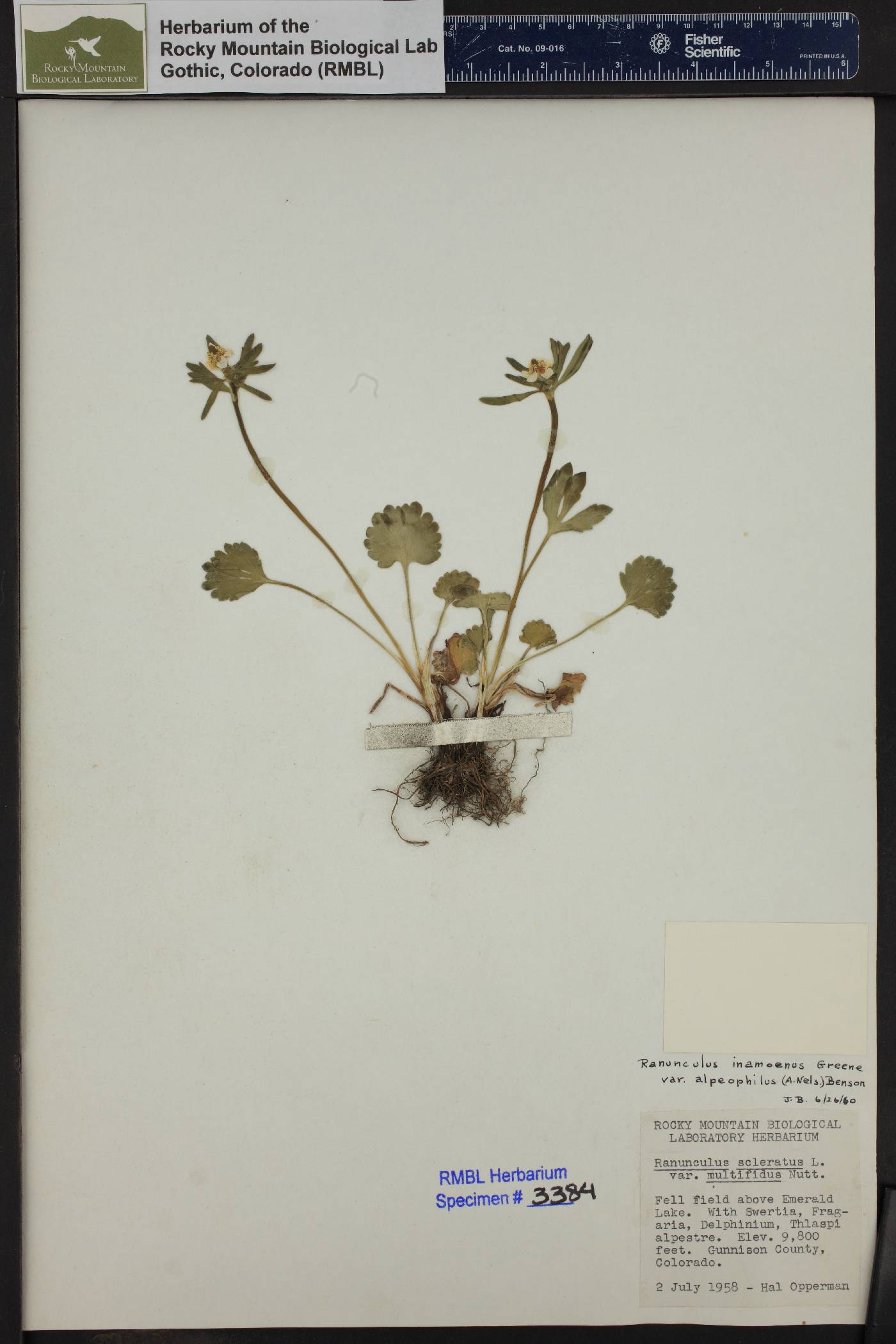 Ranunculus inamoenus var. alpeophilus image
