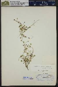 Image of Ranunculus natans