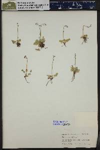 Thalictrum alpinum image