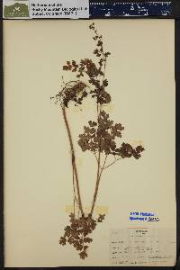 Thalictrum fendleri image