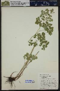 Thalictrum sparsiflorum image