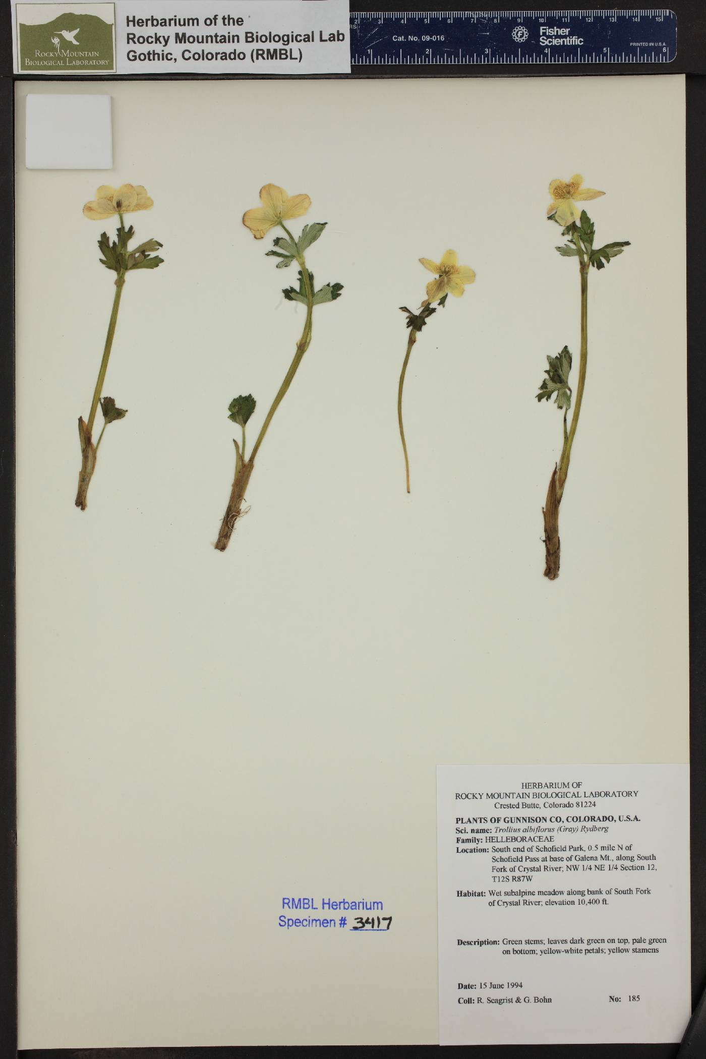 Trollius albiflorus image