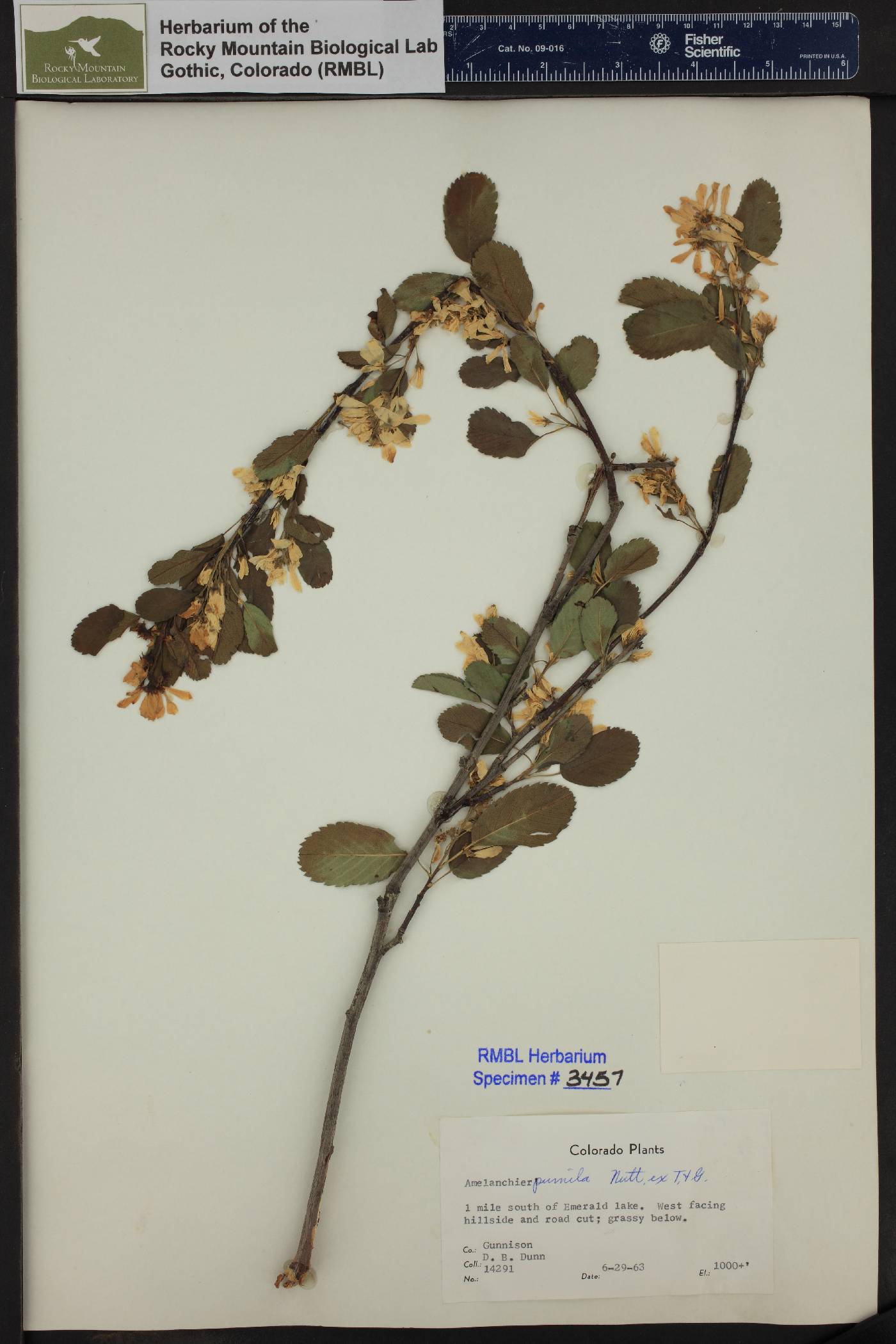 Amelanchier pumila image