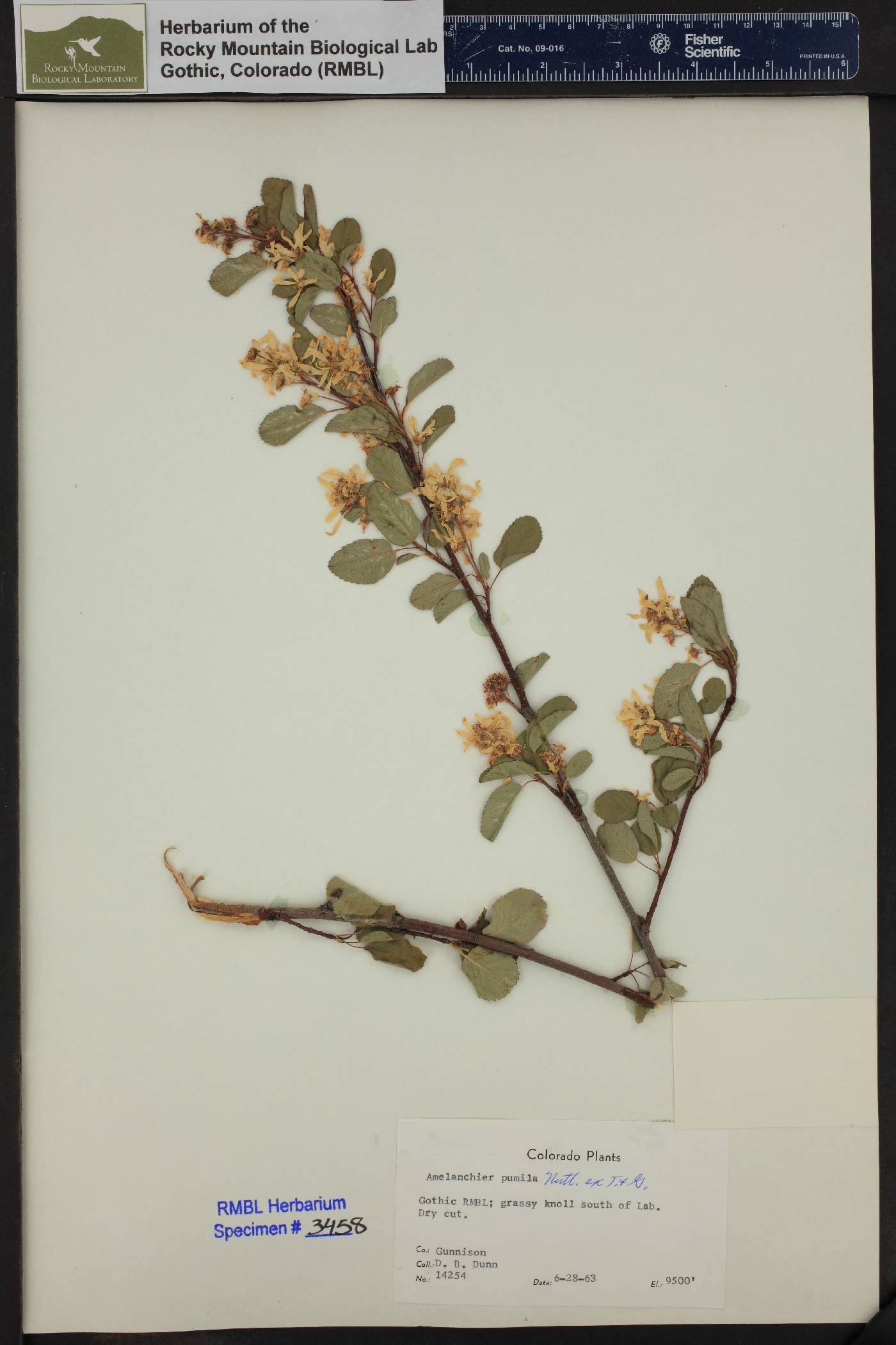 Amelanchier pumila image