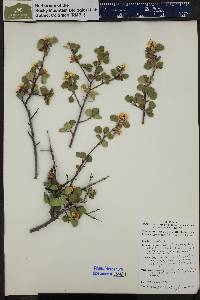 Amelanchier utahensis image