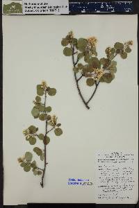 Amelanchier utahensis image