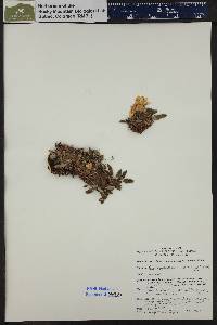 Dryas octopetala image