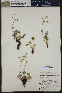 Potentilla diversifolia image