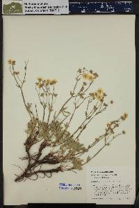 Potentilla diversifolia image