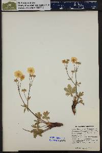 Potentilla diversifolia image