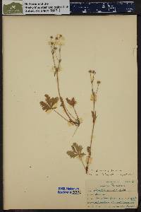 Potentilla diversifolia image