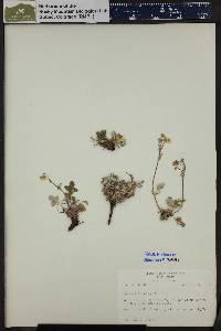 Potentilla nivea image