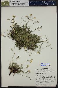 Potentilla nivea image